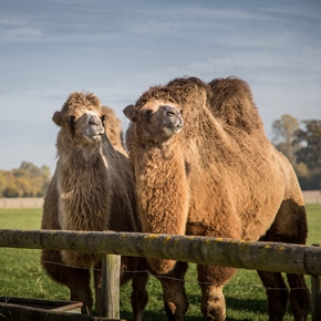 Camels