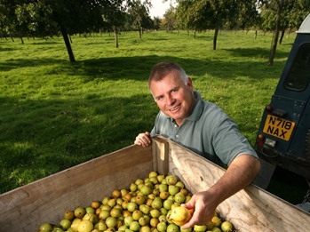 Cider apples