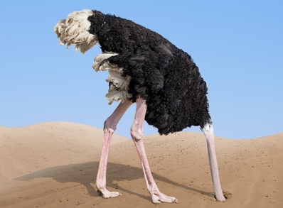 Ostrich